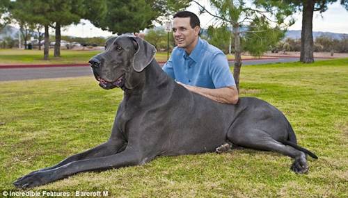 World's Tallest Dog Giant_7_foot_Dog_01