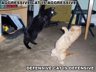 epic high five =D Funny-cats