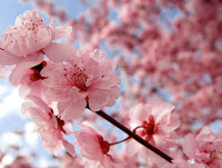 15 زهرة من اجمل الازهار في العالم Cherry_blossom_