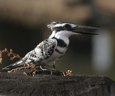 لعشاق الطيور الجميلة Kingfisher