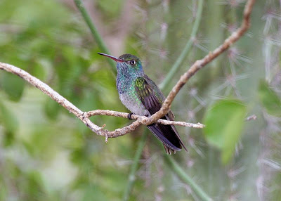 لعشاق الطيور الجميلة Honduran_Emerald