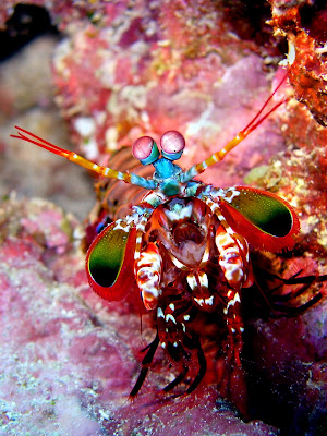 அறிந்திடாத அபூர்வ விலங்கினங்கள். Mantis-shrimp