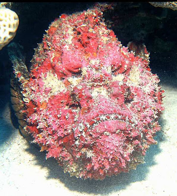 Ten Most Poisonous Animals in the World...Photos and Info.. Stonefish