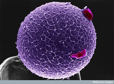 Beautiful Microscopic Images from Inside the Human Body 2127208750104178106S600x600Q85