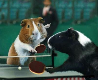 வேடிக்கையான ஒலிம்பிக் படங்கள்  Olympicswithguineapigs0tz7