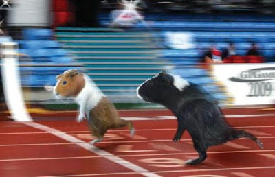 வேடிக்கையான ஒலிம்பிக் படங்கள்  Olympicswithguineapigs1xw0