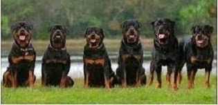 Mata e esfola  Rotweillers