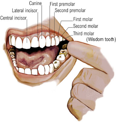 பல் வியாதிகள் - பாதுகாப்பு சிகிச்சைகள் Teeth