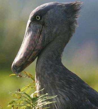 الطائر شو بيل Shoebill .. Shoebill