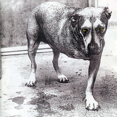 Alice In Chains, a 15 años del tripode Tripod_front