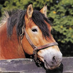 Cheval auxois bai Ardenais01