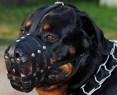 Bildkriget! HS-collar-leather-muzzle-for-rottweiler_LRG