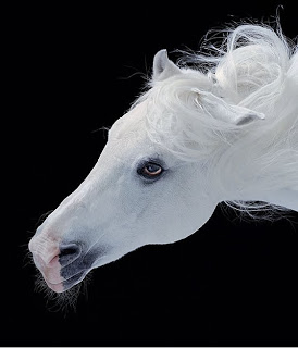 **My Wild Horses** Tim_flach_photography_3