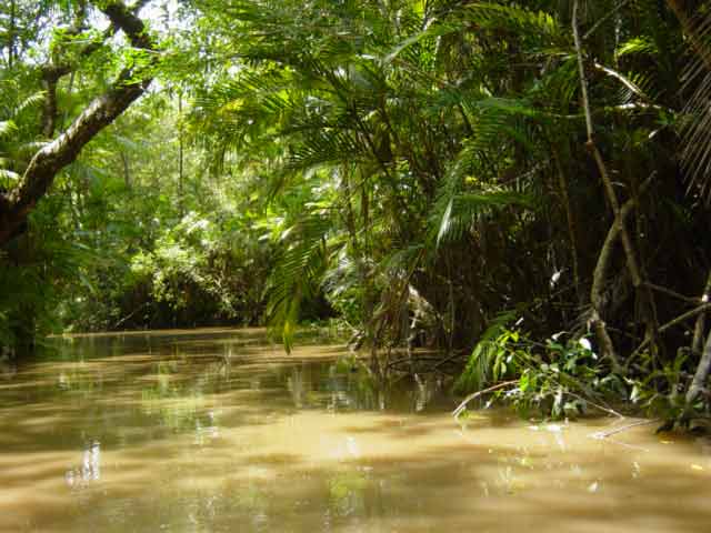 صور غابة الأمازون Amazon_rainforest