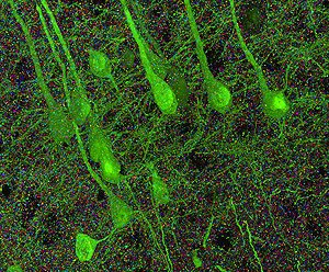 mais - Cérebro humano tem mais conexões do que todos os computadores na Terra  007_Brain