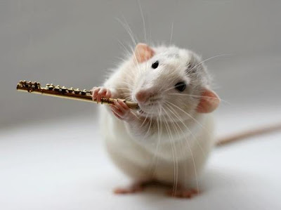 %%%%%%*عزف الفئران  صورة جميلة لا تفوتكم *%%%%%% White_rats_orchestra_7