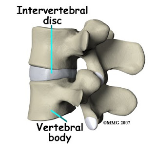 நாரிப்பிடிப்பிலிருந்து விடுதலை பெறுங்கள் Lumbar_ADR_anatomy02