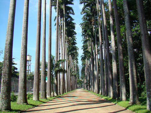 [FINALIZADA] Let me take to know the rio, Ian - Página 3 O-Jardim-Botanico-do-Rio-de-Janeiro