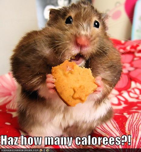 MONSTER MAGNET BARCELONA Funny-pictures-hamster-worries-about-calories-in-his-cheese-cracker