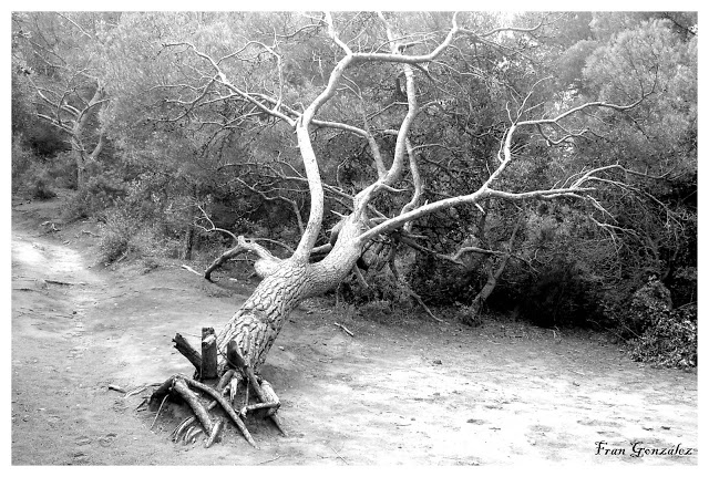 Ahora todo el mundo velando guirra con Milton Rodriguez. Arbol2