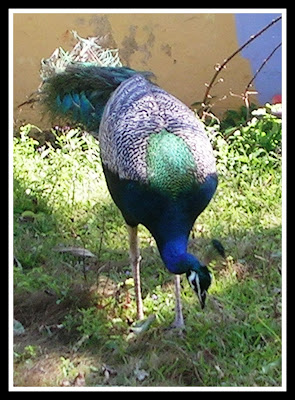 சேனை தமிழ் உலாவில் நடனமாடும் மயில். Peacock