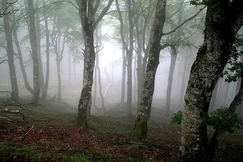 Un nuevo regreso (privado) Bosque-en-el-collado-de-bentartea