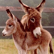 Regala una imagen al usuario de arriba... - Página 5 Burro_baby