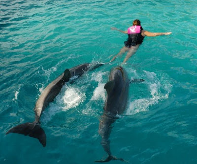 Басейн за плуване с делфини Bimini-bahamas-dolphin-swim