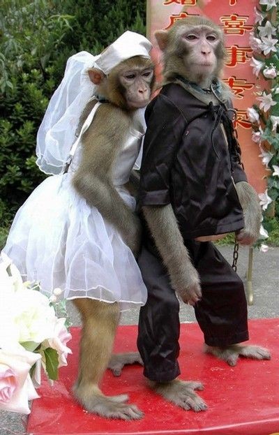 أمهات القردة تساعد أبناءها في معاينة العروس Mariage-animaux