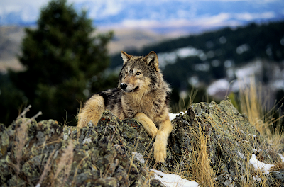 Your Wolf Pics - Page 7 Timber-Wolf-wp-TW