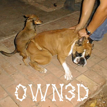 DENÚNCIA AO DELEGADO Owned-dogs