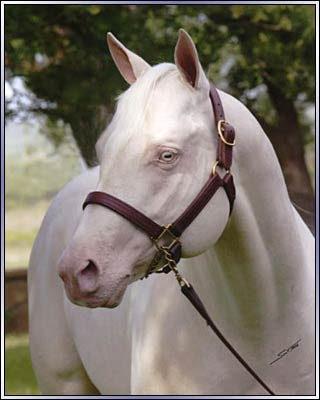 The Diamonte Herd: Life in the Wild OOC Prettycremello