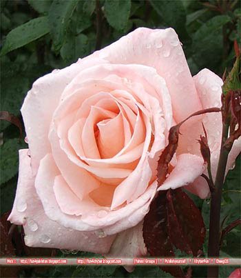 زراعة ورد الجورى Rose-new-zealand