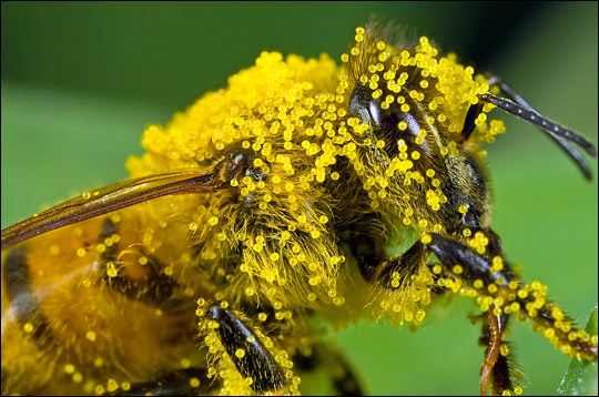 حبوب اللقاح Bee-with-pollen