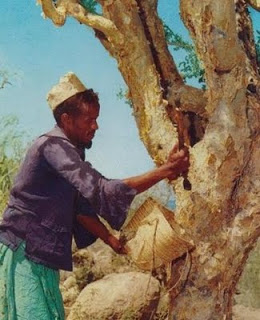 الأعشاب و النباتات كنز لا يفنى Somali_man_Myrrh_tree