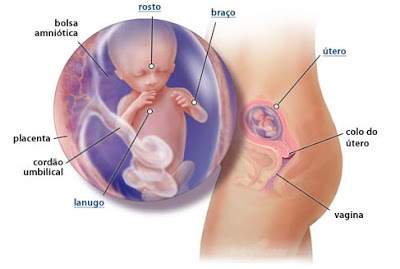 Primeira Gestação 14b
