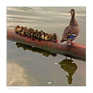 இவர்களை தெரியுமா Ducklings