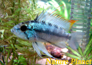 Apistogramma trifasciata Trifasciata