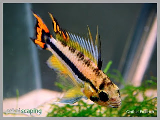 Ciclídeos - Apistogramma: 3) Grupo A. cacatuoides. Cacatuoides