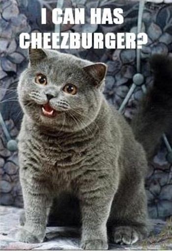 What's your avatar? - Page 10 Lol_cat_icanhascheezburger