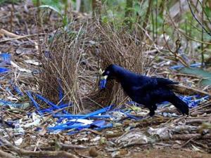 Burung Namdur, Disainer Sarang Terhebat 102063_namdur-jantan-sedang-menyusun-sarangnya_300_225