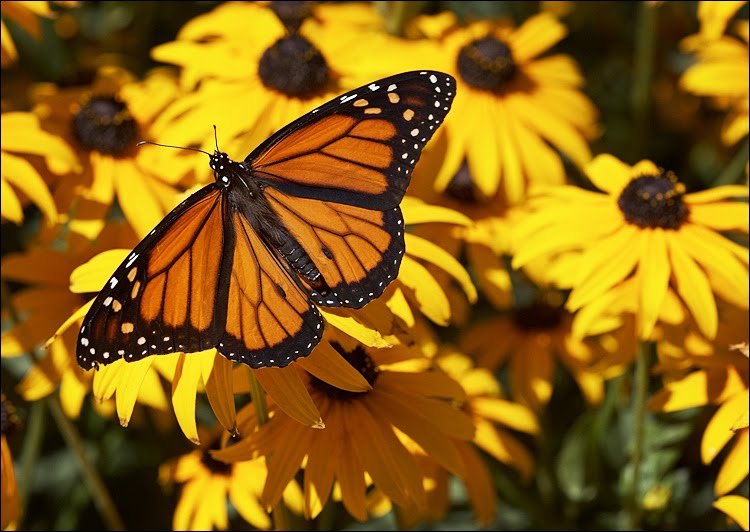  ESPERANZAS. Haikus Butterfly_yellow-flowers_01