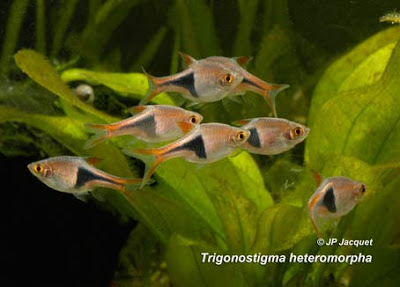 Rasbora Heteromorpha. Trigonostigma-heteromorpha