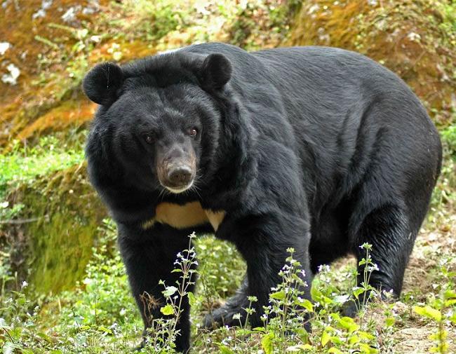 .::El Oso Tibetano::. Oso