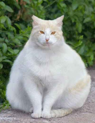 موسوعة صدق أو لا تصدق - متجدد- حصريا على منتدى واحة الإسلام - صفحة 18 Fat-cat