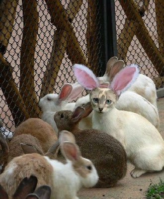 Gatos (Funny Cats) Cat-rabbit