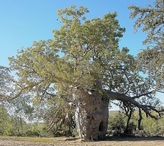 இயற்கையின் அதிசயங்கள் சில Baobab-prison