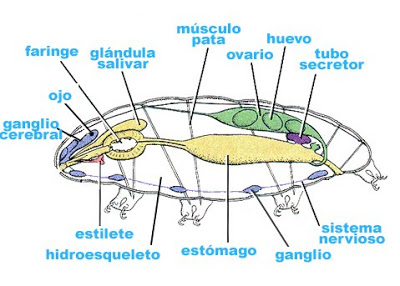 Los tardígrados (Tardigrada) Anatomia_tardigrad%5B1%5D