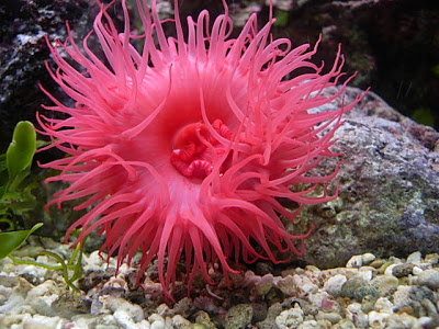 Actinia equina Actinia-equina