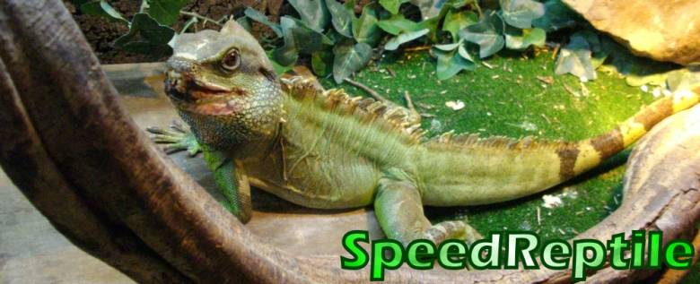 SPEED REPTILE